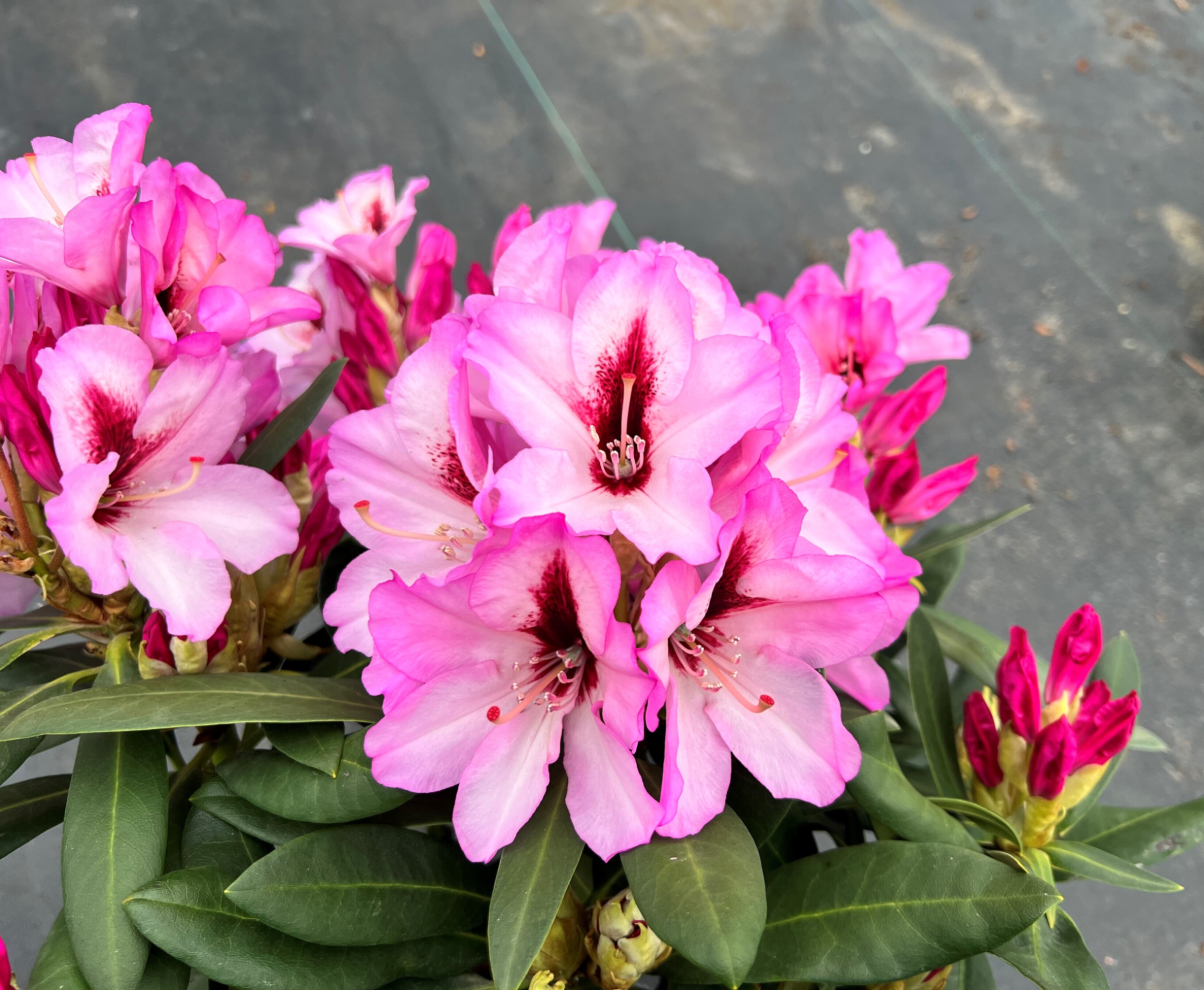 Рододендрон гибридный Данута